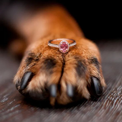 I diamanti con ceneri di animali domestici stanno diventando popolari